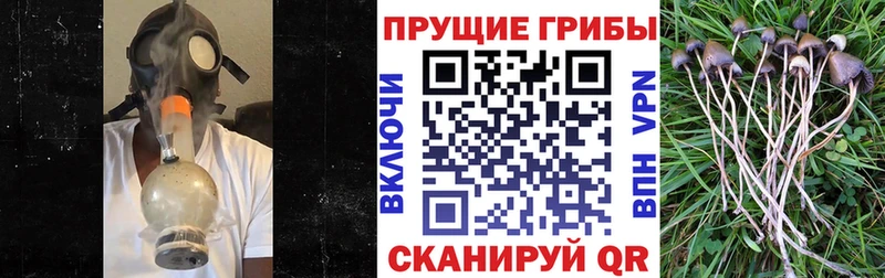mega ссылки  Старица  Галлюциногенные грибы MAGIC MUSHROOMS  дарнет шоп 